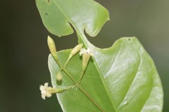 Octotropis travancorica